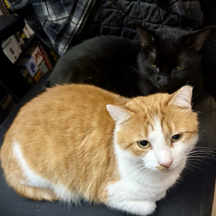 Compassionate Experienced Cat Specialist