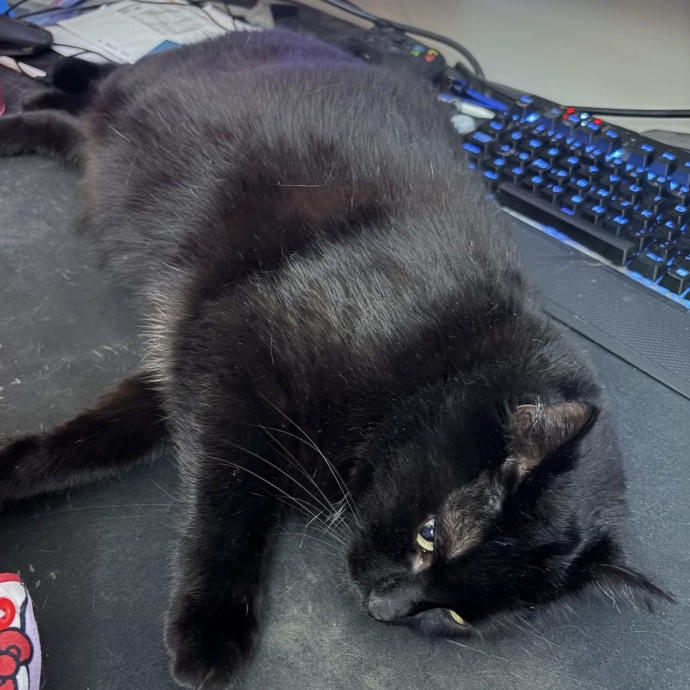 Compassionate Experienced Cat Specialist