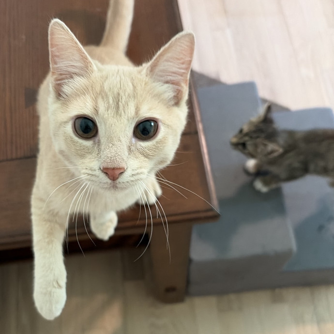 Compassionate Experienced Cat Specialist