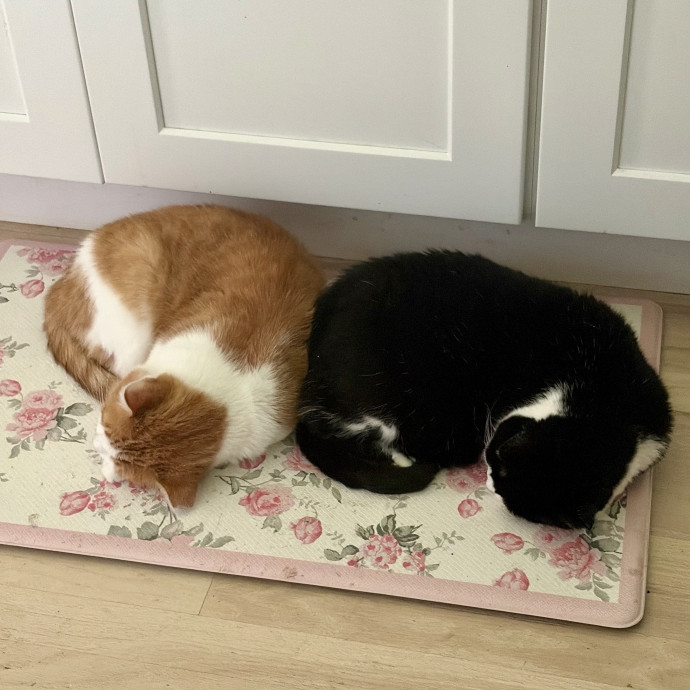 Compassionate Experienced Cat Specialist