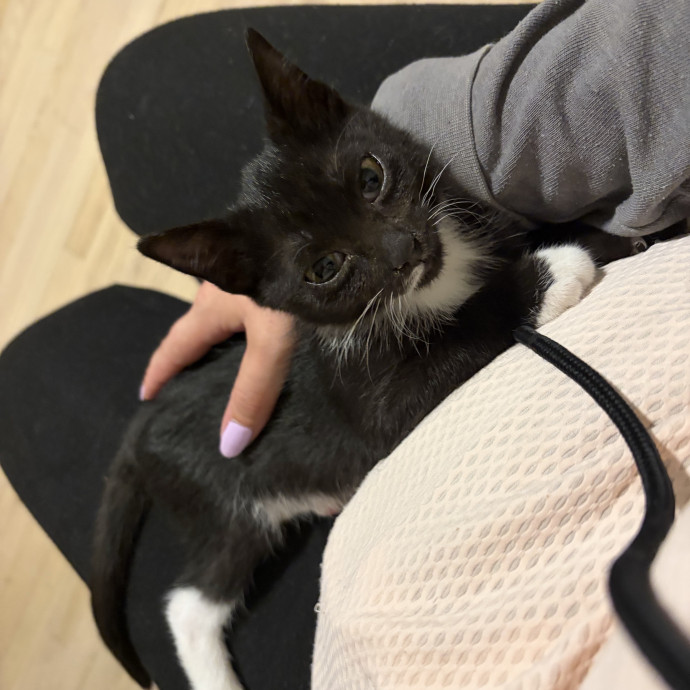 Compassionate Experienced Cat Specialist