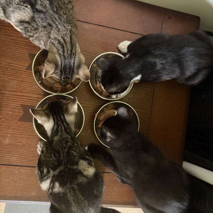 Compassionate Experienced Cat Specialist