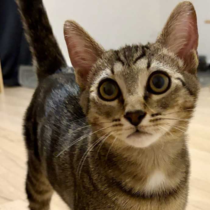 Compassionate Experienced Cat Specialist