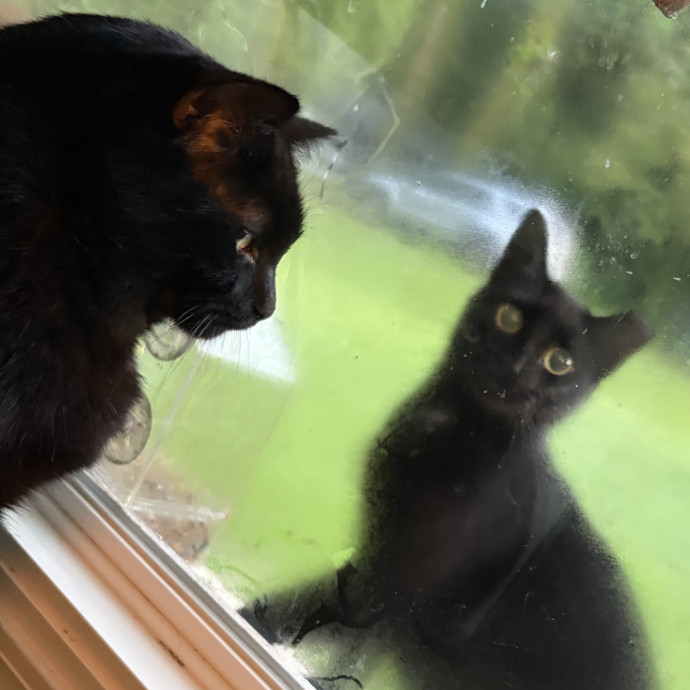 Compassionate Experienced Cat Specialist