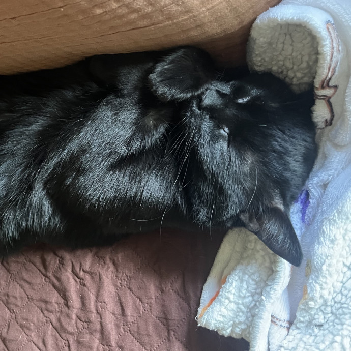 Compassionate Experienced Cat Specialist