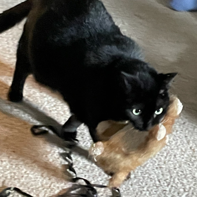 Compassionate Experienced Cat Specialist