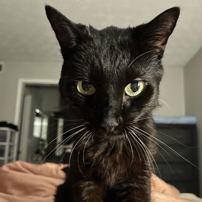 Compassionate Experienced Cat Specialist