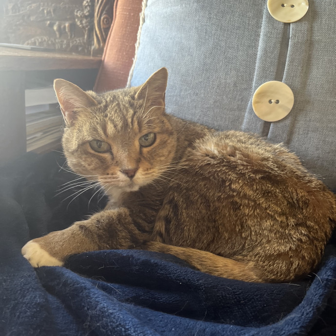 Compassionate Experienced Cat Specialist