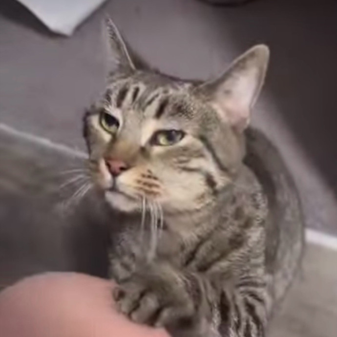Compassionate Experienced Cat Specialist