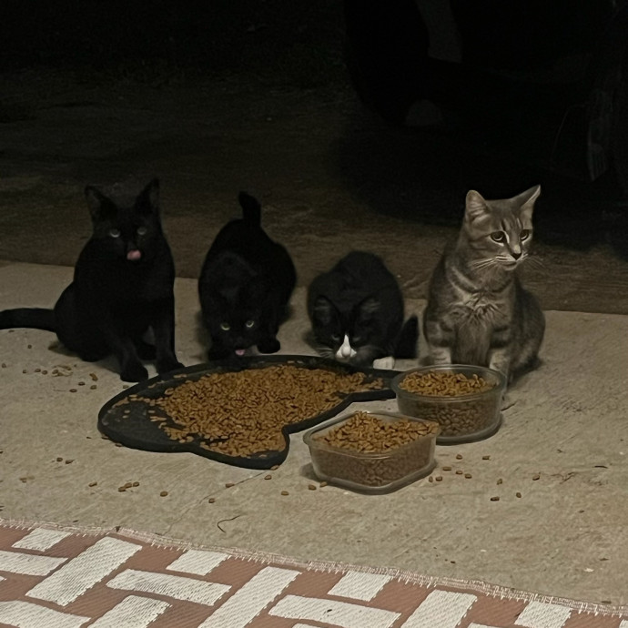 Compassionate Experienced Cat Specialist