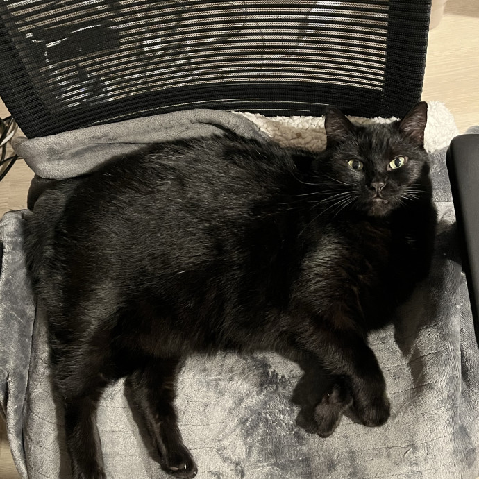 Compassionate Experienced Cat Specialist