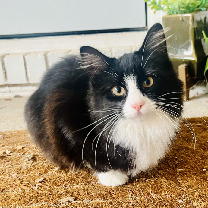 Compassionate Experienced Cat Specialist photo 3