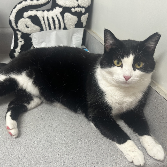 Compassionate Experienced Cat Specialist photo 2