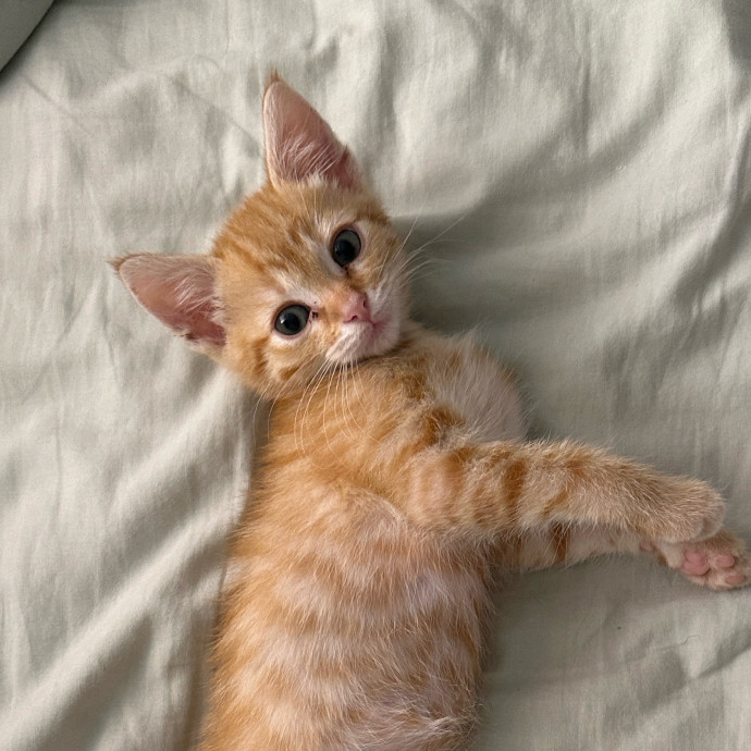 Mallory's Cat Care photo 3