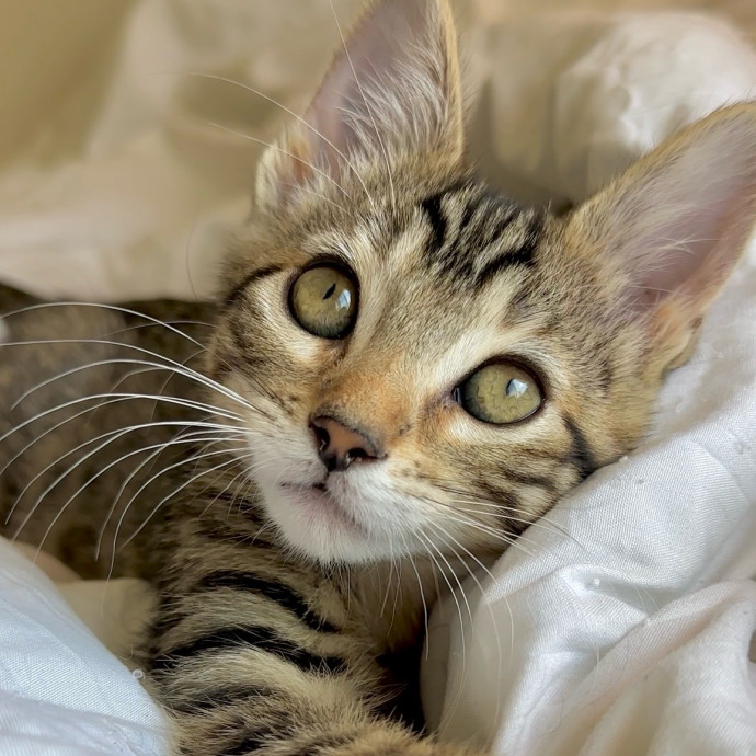 Mallory's Cat Care photo 2