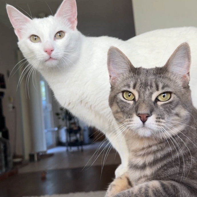Mallory's Cat Care