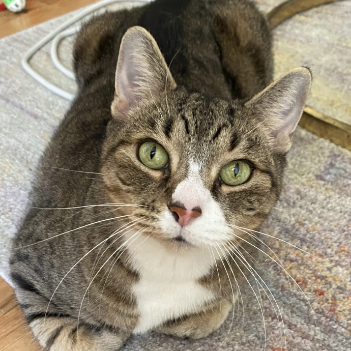 Mallory's Cat Care photo 2