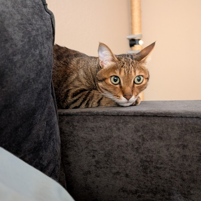 Purrfect Paws Pal