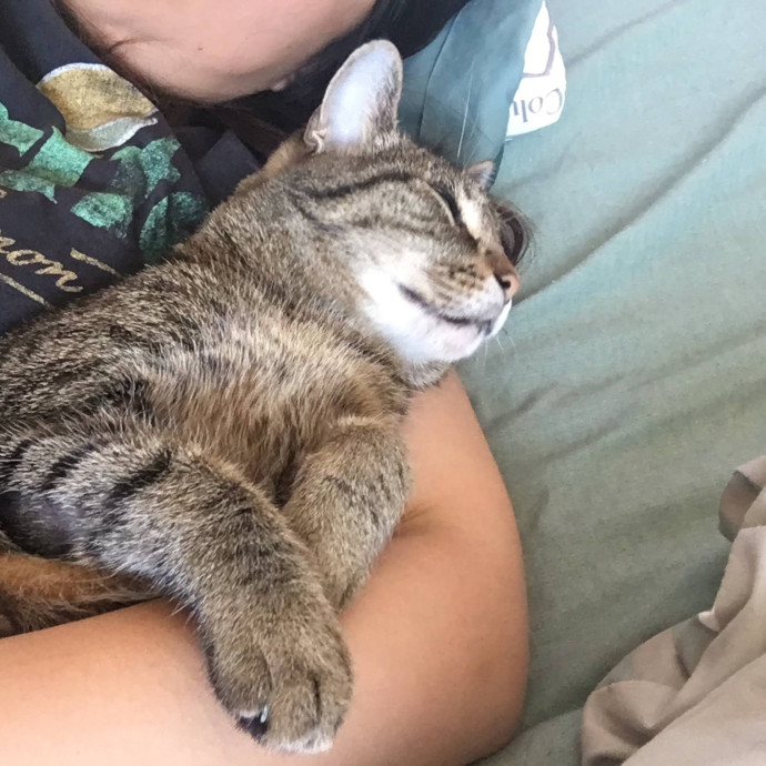 Purrfect Paws Pal