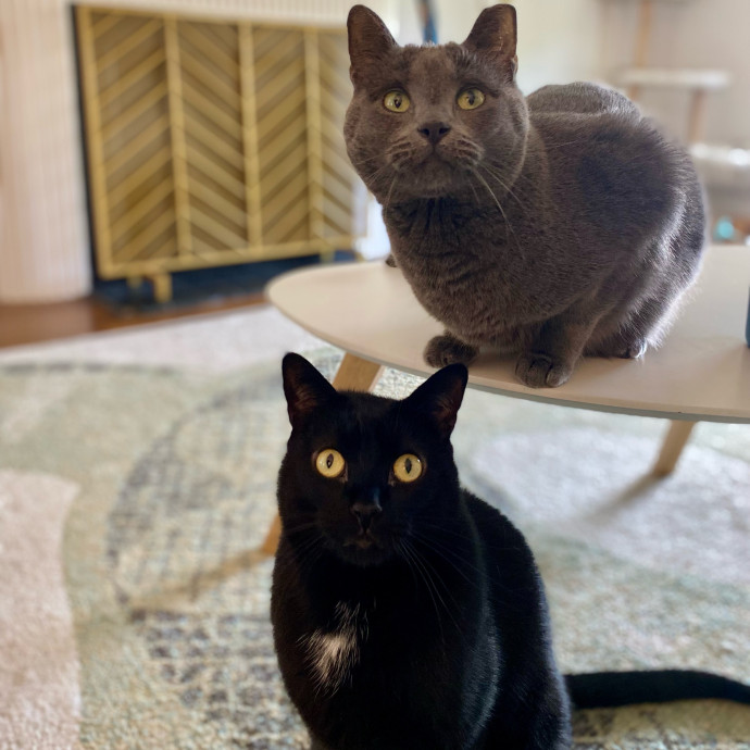 Kennedy's Kitties