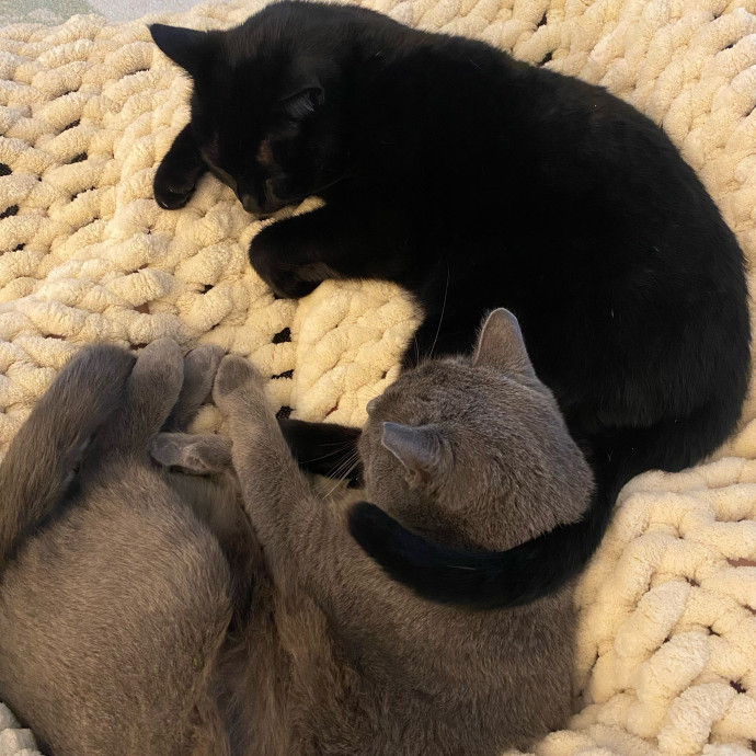 Kennedy's Kitties