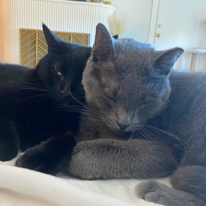 Kennedy's Kitties