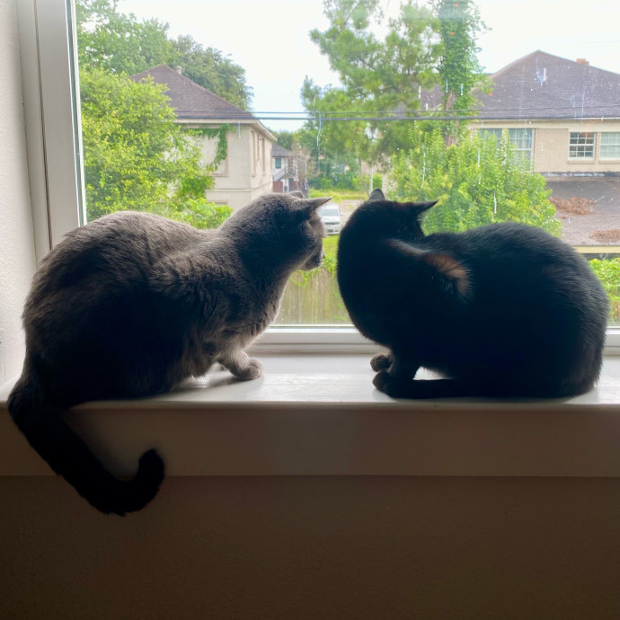 Kennedy's Kitties