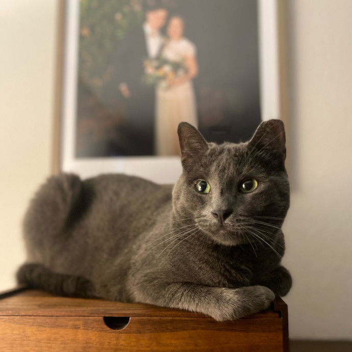 Kennedy's Kitties