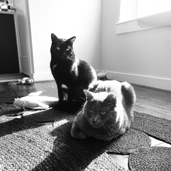 Kennedy's Kitties