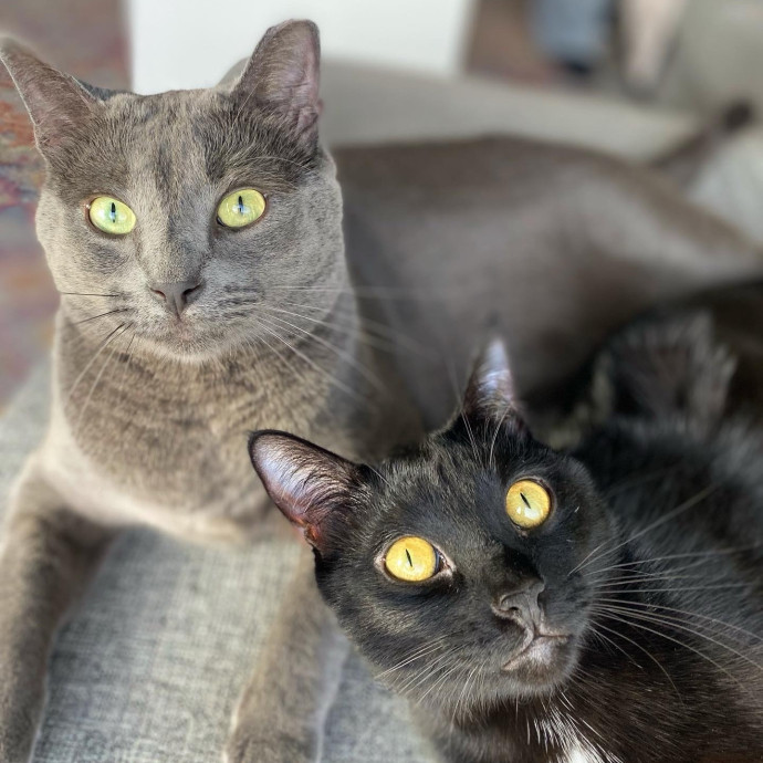 Kennedy's Kitties