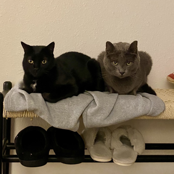Kennedy's Kitties