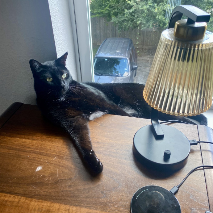 Kennedy's Kitties