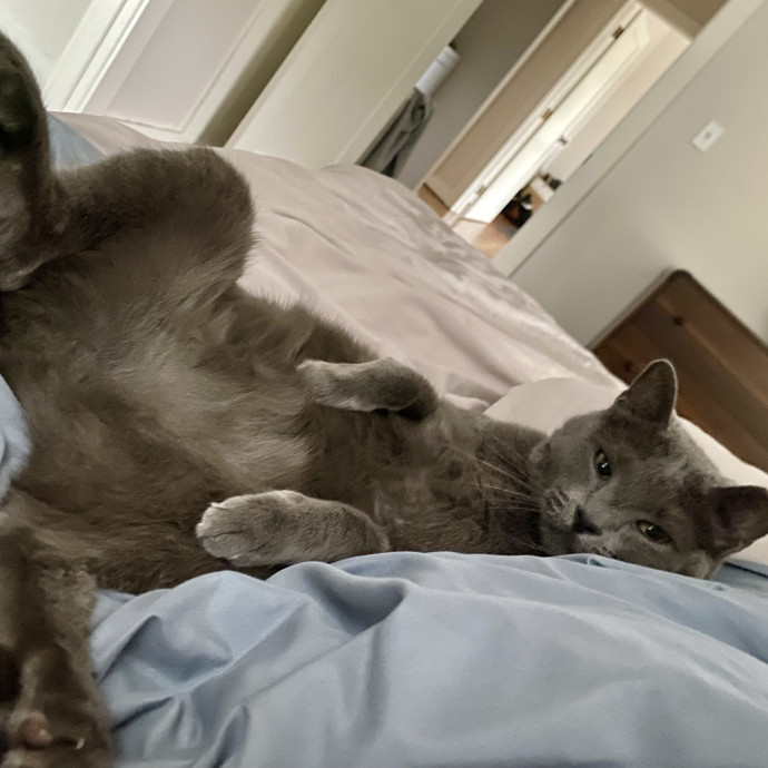 Kennedy's Kitties