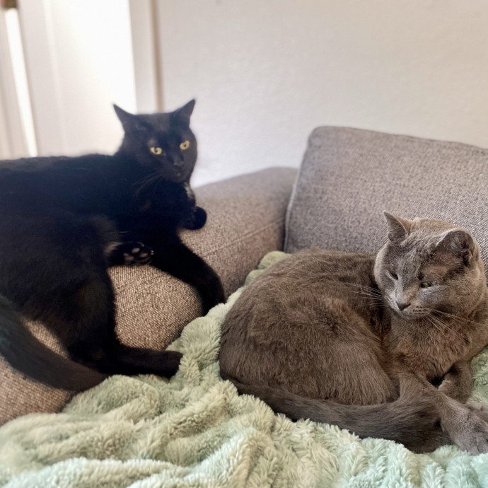 Kennedy's Kitties