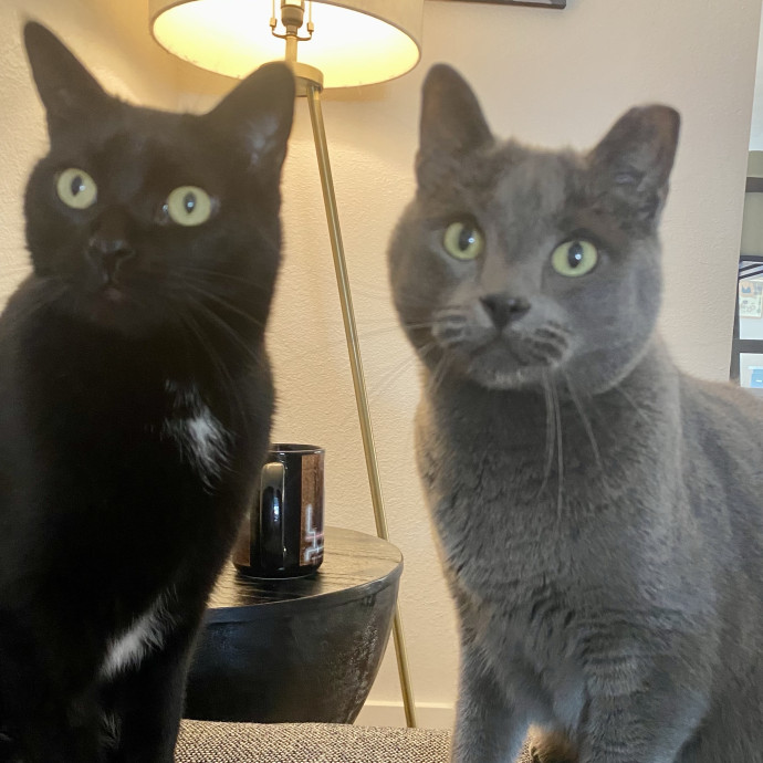 Kennedy's Kitties