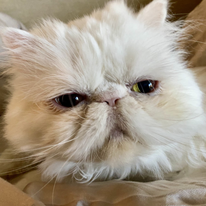 Kennedy's Kitties photo 2