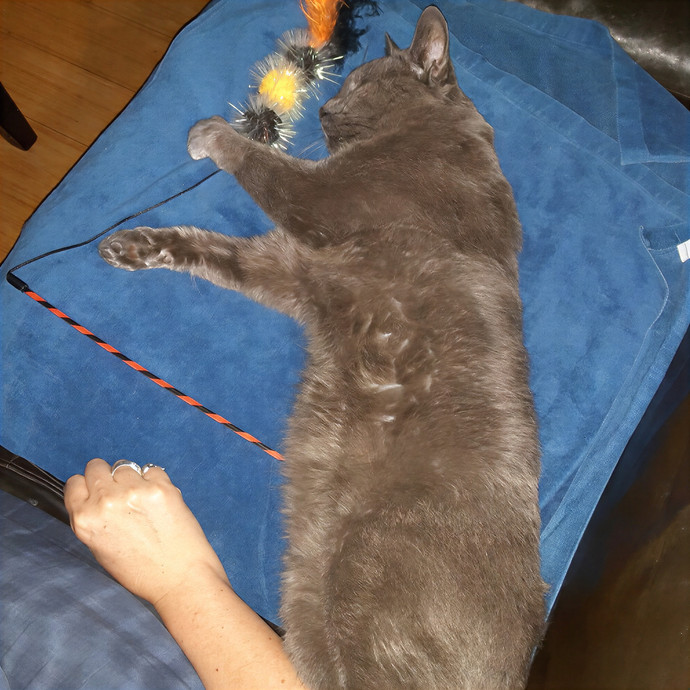 The Cat Purrfessor