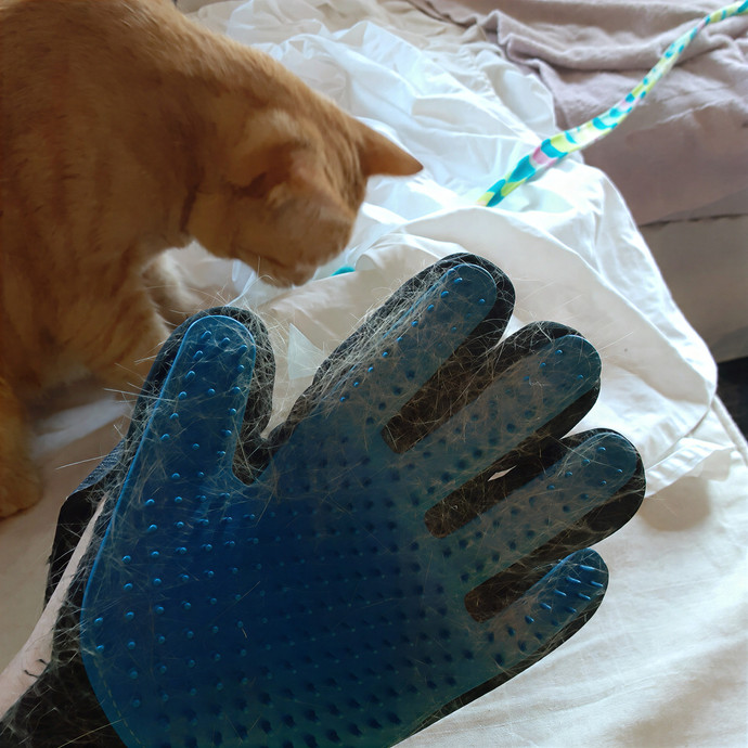 The Cat Purrfessor