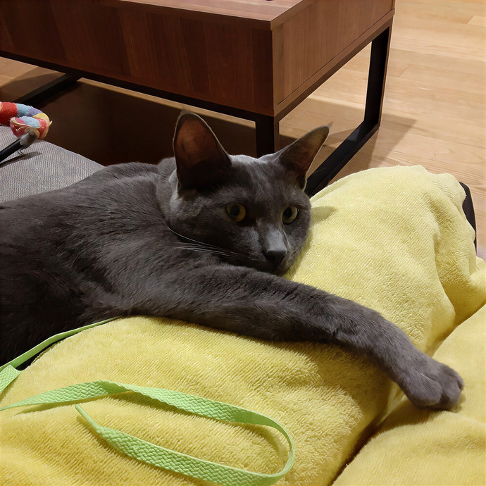 The Cat Purrfessor