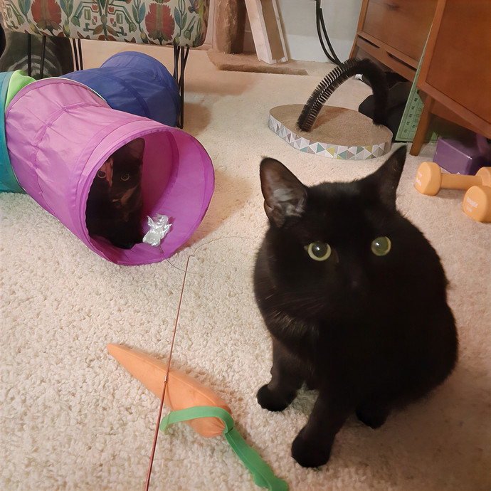 The Cat Purrfessor