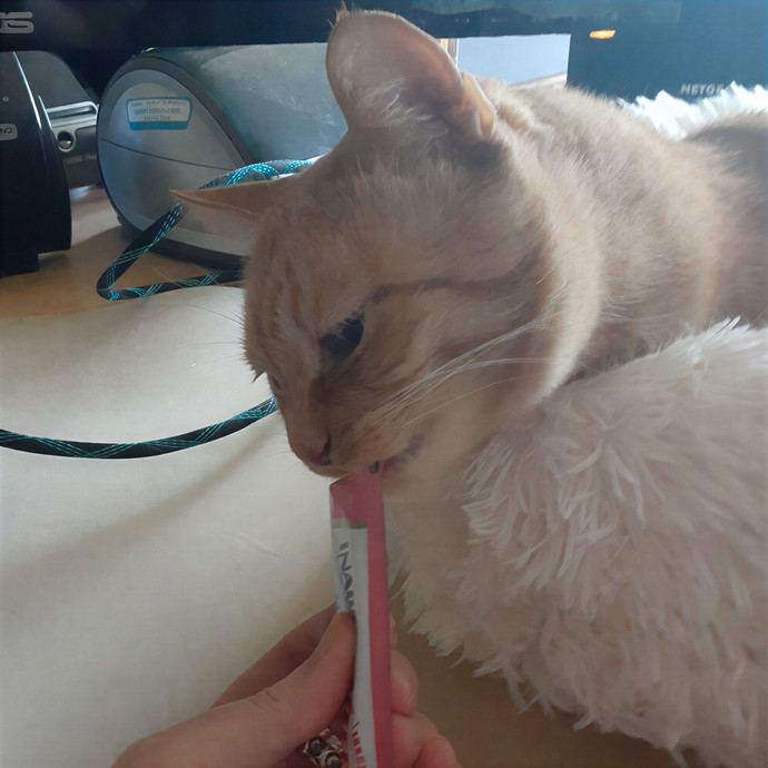 The Cat Purrfessor