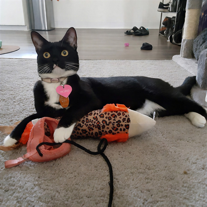 The Cat Purrfessor