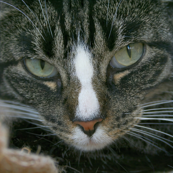 The Cat Purrfessor