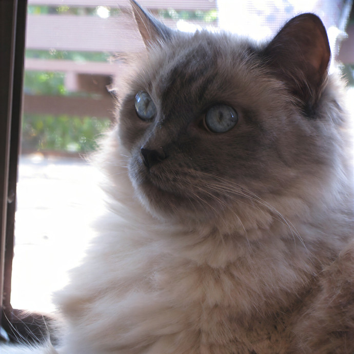 The Cat Purrfessor