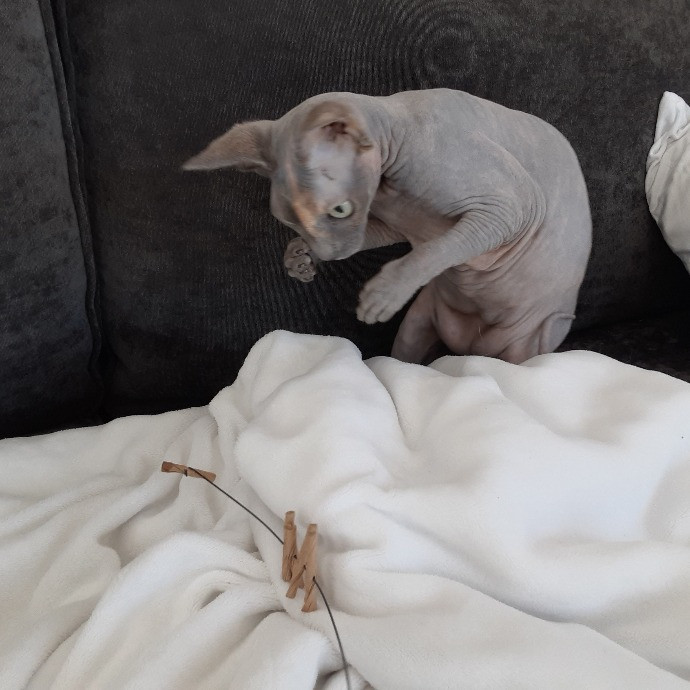 The Cat Purrfessor