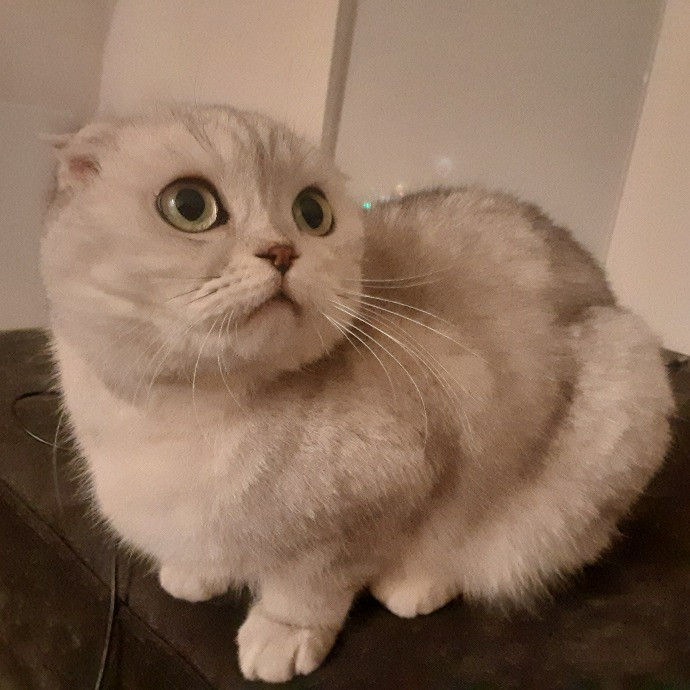 The Cat Purrfessor