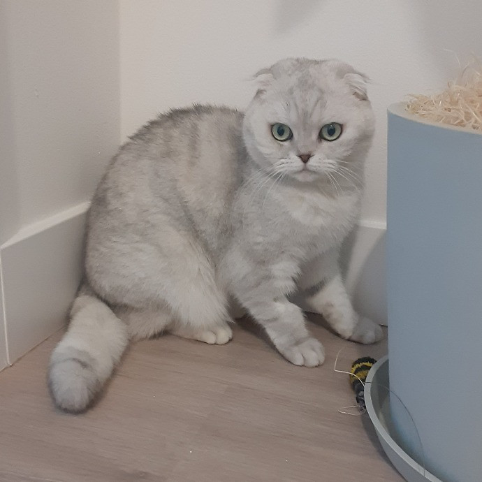 The Cat Purrfessor