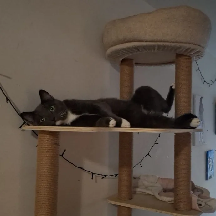 The Cat Purrfessor
