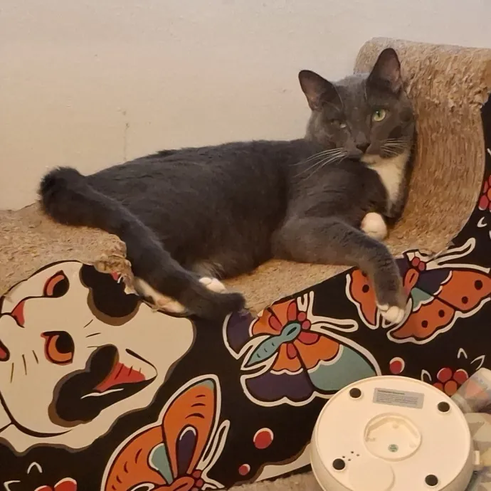 The Cat Purrfessor