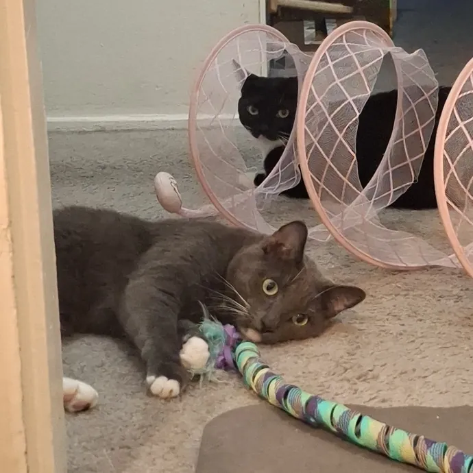 The Cat Purrfessor